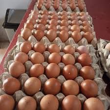 Telur Import KP No.5 Rak