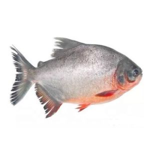 Red Pacu Whole Round 10kg caton