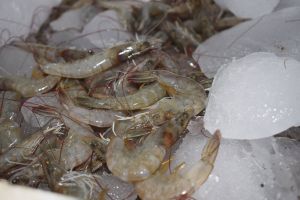 Fresh local shrimp 新鲜当地虾
